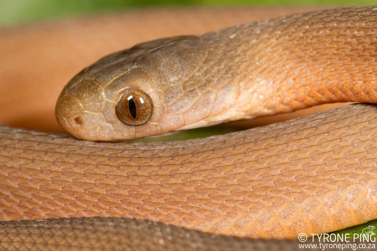 Dasypeltis inornata - crédit: Tyrone Ping