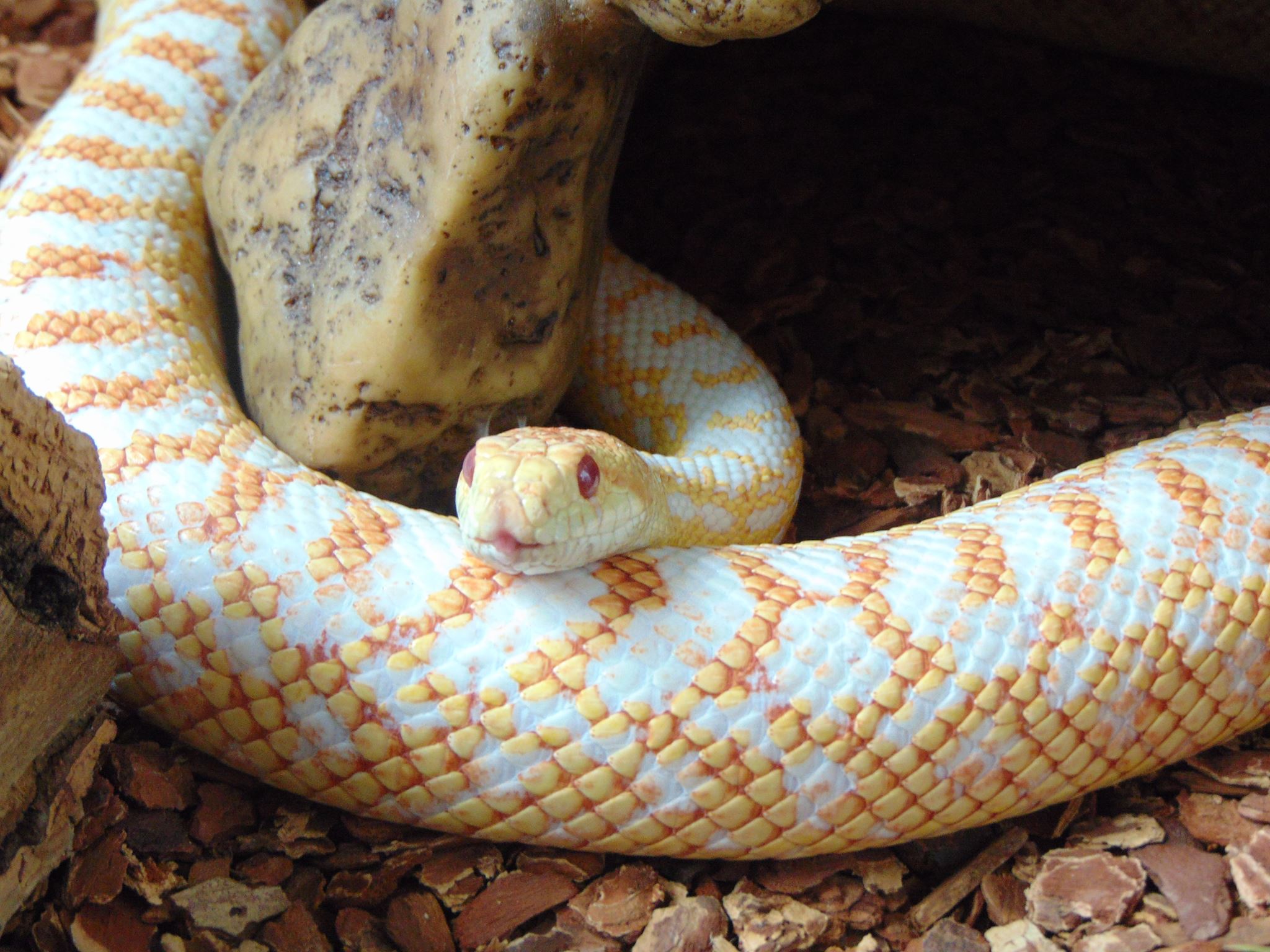 Pituophis catenifer annectans albinos - Source anonyme