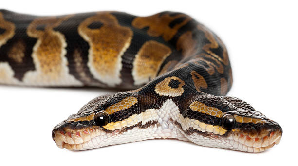 Python regius bicéphale