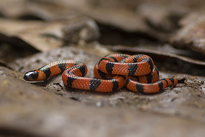 Calliophis bibroni