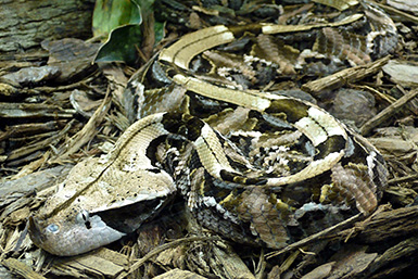 Camouflage de Bitis gabonica rhinoceros