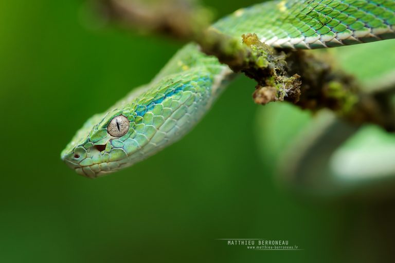 Bothriechis lateralis - Crédit: Matthieu Berroneau