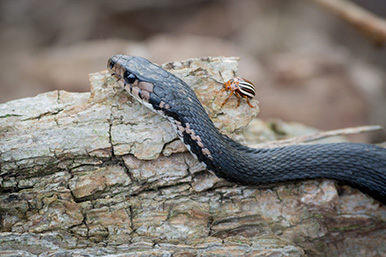 Thamnophis sirtalis sirtalis melanistic