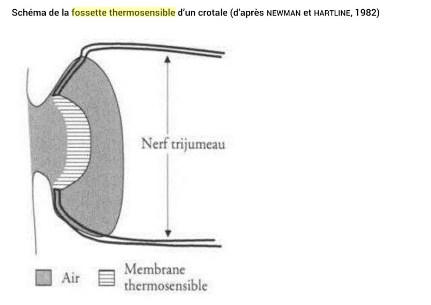 Structure de fossette thermosensible