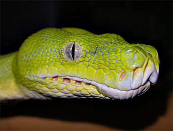 Fossettes thermosensibles (Morelia viridis)