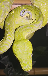 Leurring (Morelia viridis)