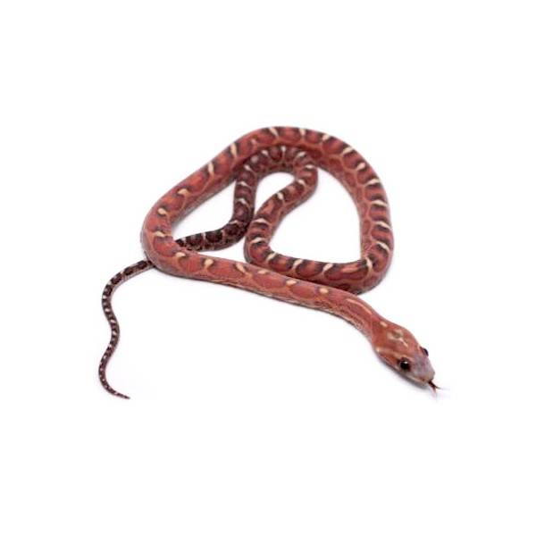 Pantherophis guttatus scaleless - source: https://www.bebesaurus.com/pantherophis-guttatus-serpents-des-bles/2861-pantherophis-guttatus-scaleless-serpent-des-bles.html