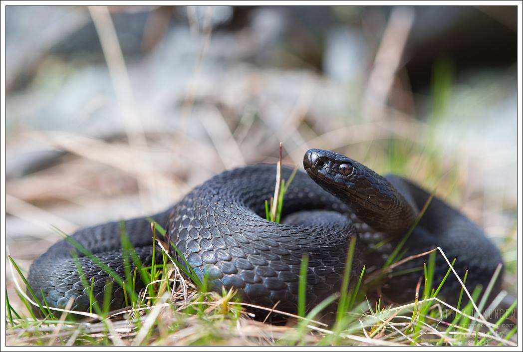 Vipera berus melanistic - Source: Thor Håkonsen‎