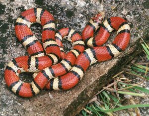 Lampropeltis triangulum