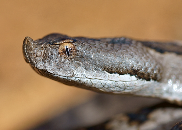 Vipera latastei latastei