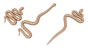 Serpent - Moyen de locomotion glisser-pousser - Crédit: Brad Moon's Research